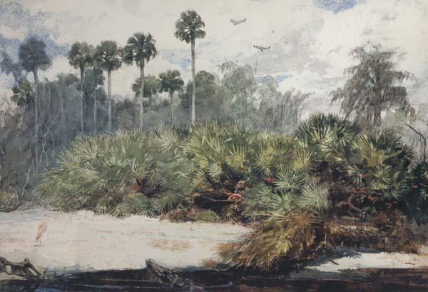 Winslow Homer In a Florida Jungle (mk44) China oil painting art